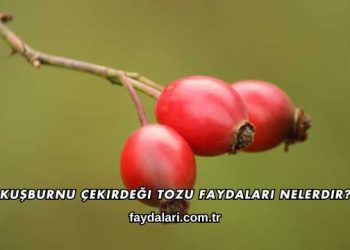 Kuşburnu Çekirdeği Tozu Faydaları Nelerdir?