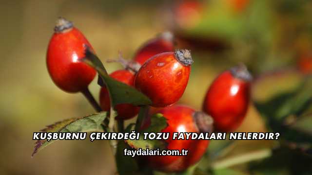 Kuşburnu Çekirdeği Tozu Faydaları Nelerdir?