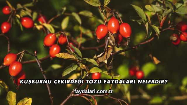 Kuşburnu Çekirdeği Tozu Faydaları Nelerdir?