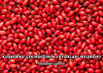 Kuşburnu Çekirdeğinin Faydaları Nelerdir?