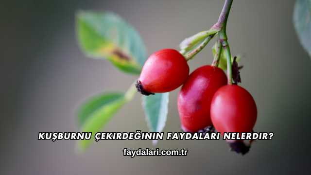 Kuşburnu Çekirdeğinin Faydaları Nelerdir?