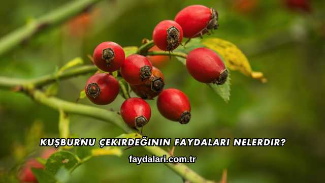 Kuşburnu Çekirdeğinin Faydaları Nelerdir?