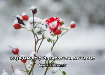 Kuşburnu Çiçeği Faydaları Nelerdir?