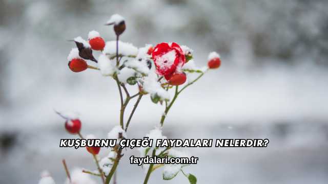 Kuşburnu Çiçeği Faydaları Nelerdir?