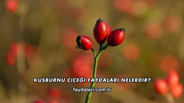 Kuşburnu Çiçeği Faydaları Nelerdir?