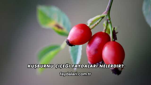 Kuşburnu Çiçeği Faydaları Nelerdir?