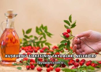 Kuşburnu Sirkesinin Faydaları Nelerdir?