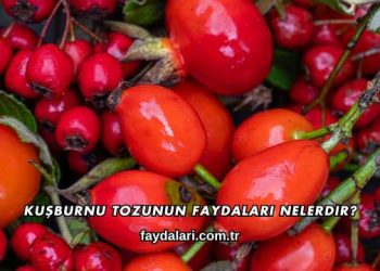 Kuşburnu Tozunun Faydaları Nelerdir?