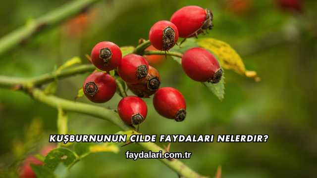 Kuşburnunun Cilde Faydaları Nelerdir?