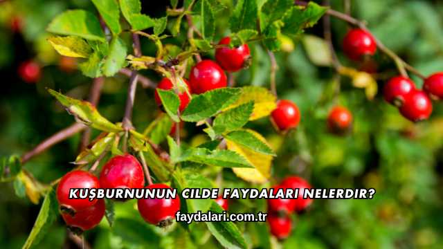 Kuşburnunun Cilde Faydaları Nelerdir?