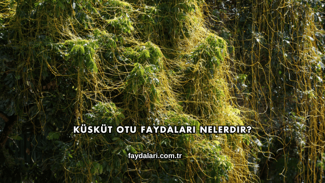 Küsküt Otu Faydaları Nelerdir?