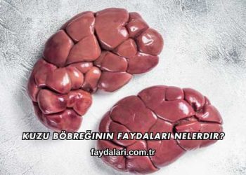 Kuzu Böbreğinin Faydaları Nelerdir?