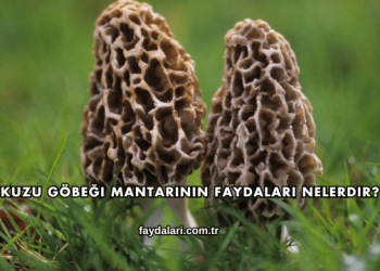 Kuzu Göbeği Mantarının Faydaları Nelerdir?