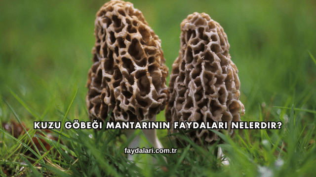 Kuzu Göbeği Mantarının Faydaları Nelerdir?