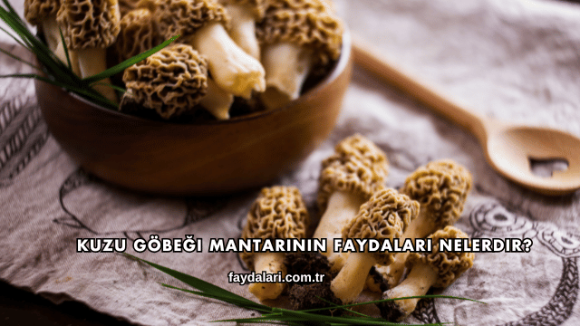 Kuzu Göbeği Mantarının Faydaları Nelerdir?