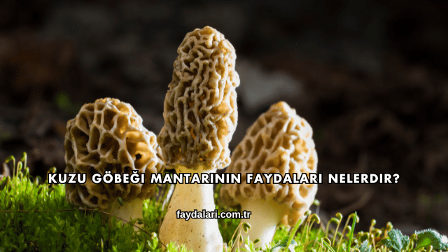 Kuzu Göbeği Mantarının Faydaları Nelerdir?