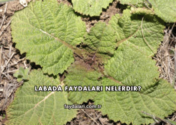 Labada Faydaları Nelerdir?