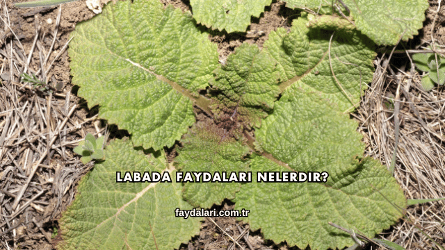 Labada Faydaları Nelerdir?