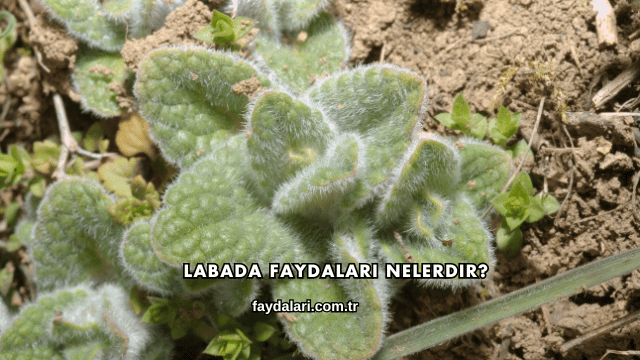 Labada Faydaları Nelerdir?