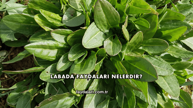 Labada Faydaları Nelerdir?