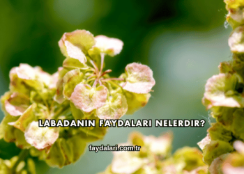 Labadanın Faydaları Nelerdir?