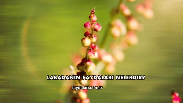 Labadanın Faydaları Nelerdir?
