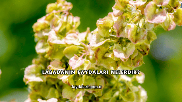 Labadanın Faydaları Nelerdir?