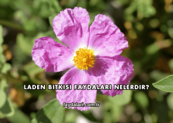 Laden Bitkisi Faydaları Nelerdir?