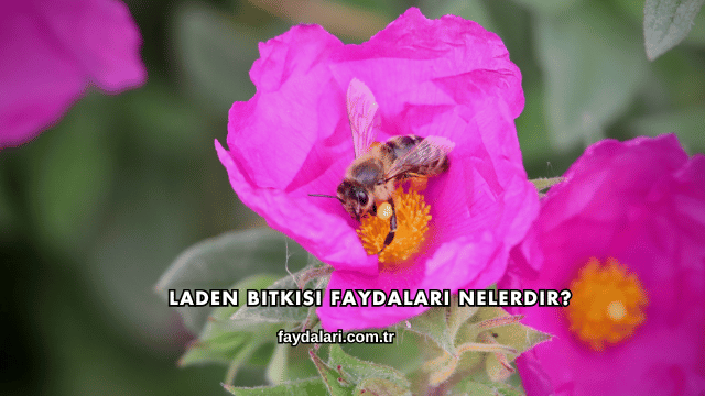Laden Bitkisi Faydaları Nelerdir?