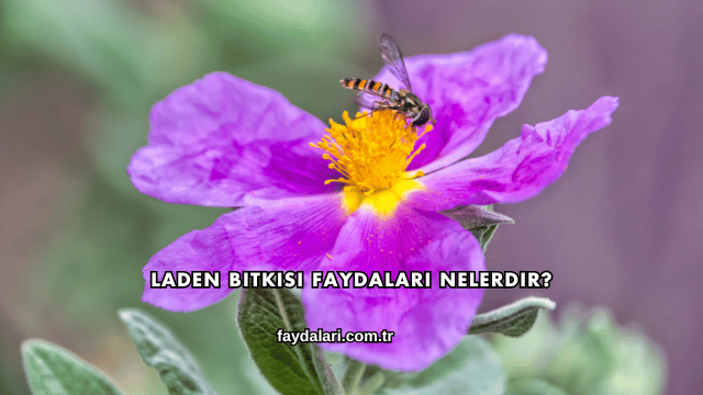 Laden Bitkisi Faydaları Nelerdir?