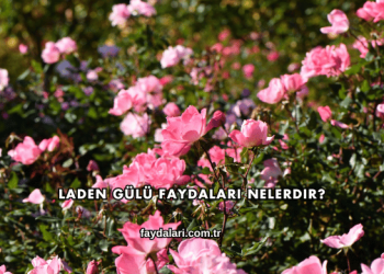 Laden Gülü Faydaları Nelerdir?