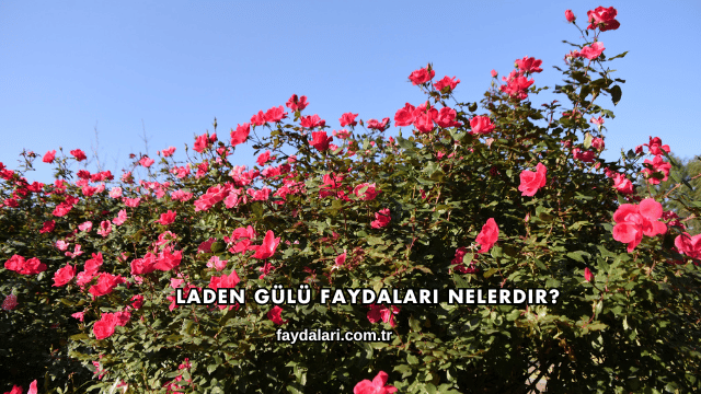 Laden Gülü Faydaları Nelerdir?