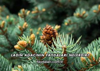 Ladin Ağacının Faydaları Nelerdir?