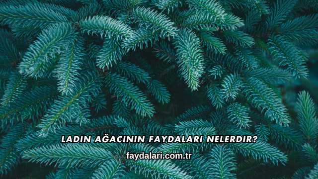 Ladin Ağacının Faydaları Nelerdir?