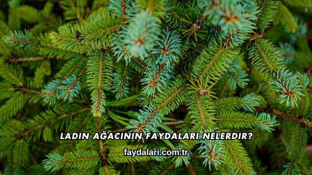 Ladin Ağacının Faydaları Nelerdir?