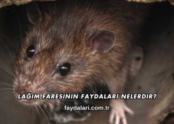 Lağım Faresinin Faydaları Nelerdir?