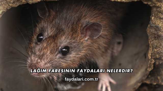 Lağım Faresinin Faydaları Nelerdir?