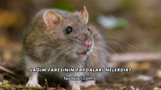 Lağım Faresinin Faydaları Nelerdir?