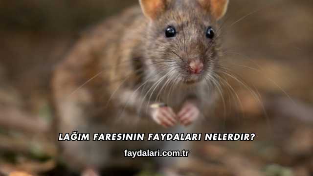 Lağım Faresinin Faydaları Nelerdir?