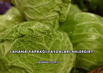 Lahana Yaprağı Faydaları Nelerdir?