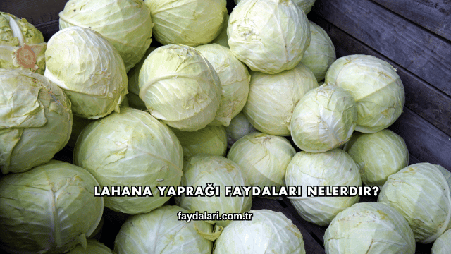 Lahana Yaprağı Faydaları Nelerdir?