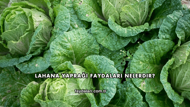 Lahana Yaprağı Faydaları Nelerdir?