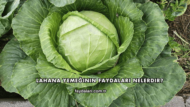 Lahana Yemeğinin Faydaları Nelerdir?