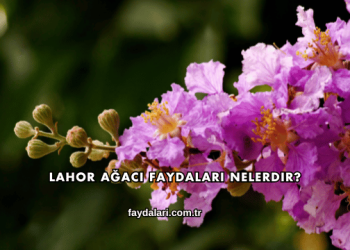 Lahor Ağacı Faydaları Nelerdir?