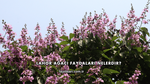 Lahor Ağacı Faydaları Nelerdir?