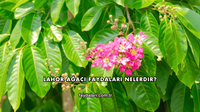 Lahor Ağacı Faydaları Nelerdir?