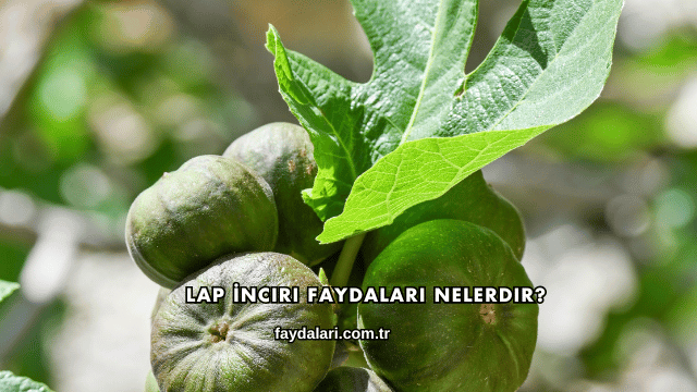 Lap İnciri Faydaları Nelerdir?