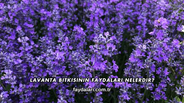 Lavanta Bitkisinin Faydaları Nelerdir?