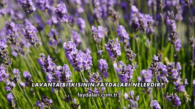 Lavanta Bitkisinin Faydaları Nelerdir?