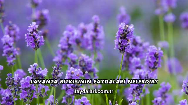 Lavanta Bitkisinin Faydaları Nelerdir?